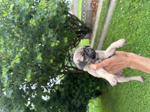 Pug mops yavrular