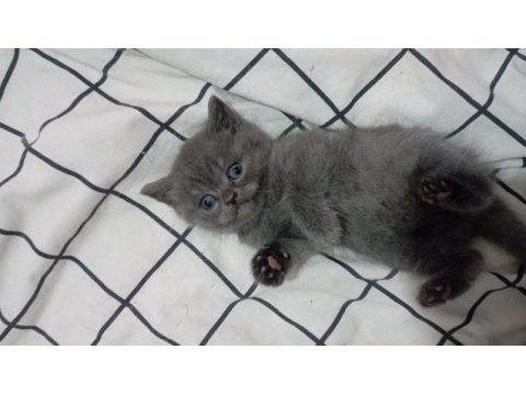 Erkek british shorthair