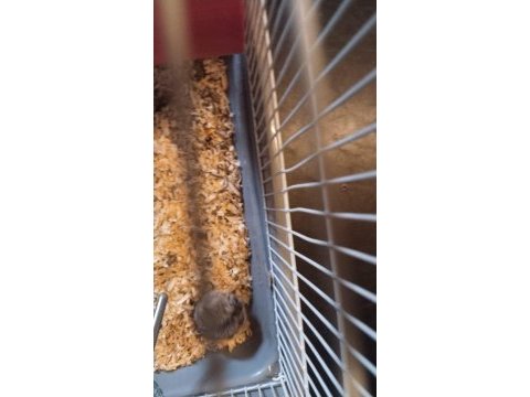 Anne ve yavru hamster