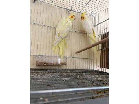 Yavrusu alınmış garantili lutino takım sultan papağanı