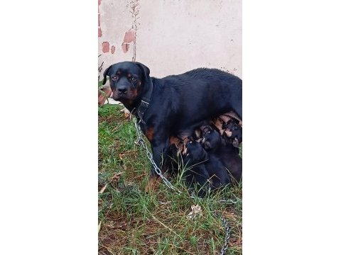 Macar kafa rottweiler yavruları