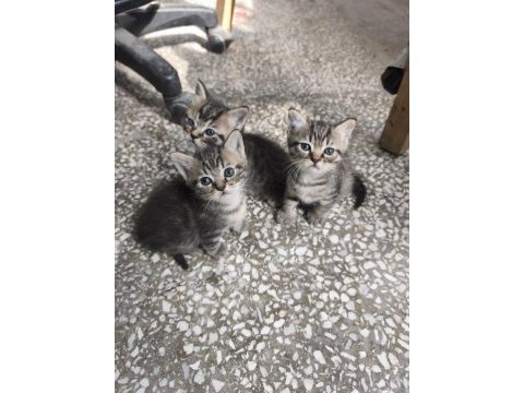 Kırma iran kedisi yavrusu