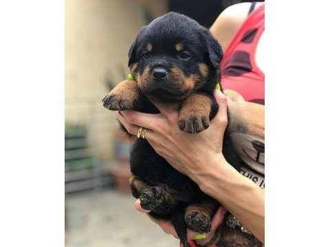 Canavar kalitesinde rottweiller yavrular