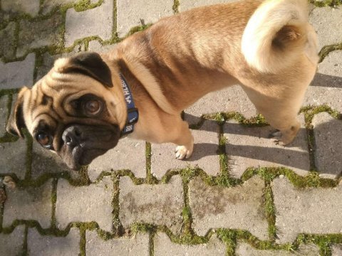 2 yaşında yetişkin pug