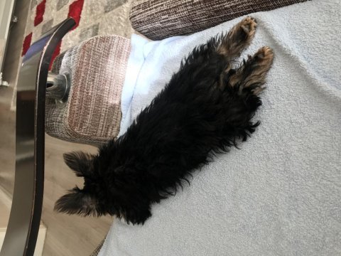 18 ekim doğumlu teacup yorkshire terrier