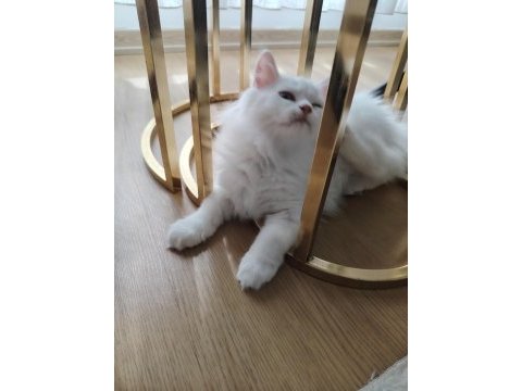 British longhair erkek 3 aylık yavrularımız