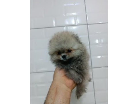 Pomeranian teddy bear