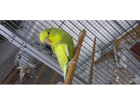 Show jumbo yavru muhabbet kuşlar