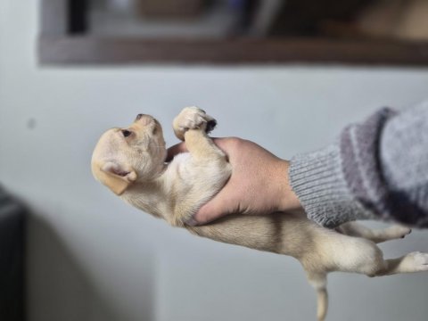 Şivava diğer adıyla (chihuahua)
