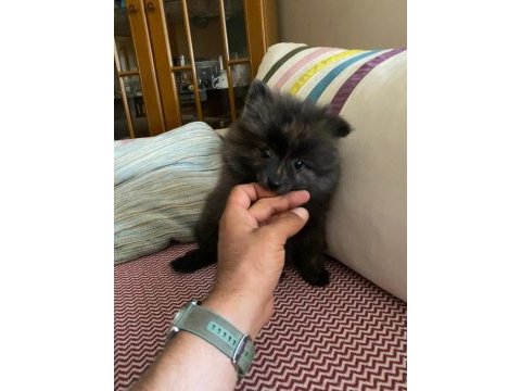 Erkek ayıcık pomeranian