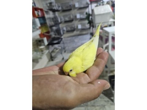 Yuvadan çıkan yeni muhabbet kuşu yavrular