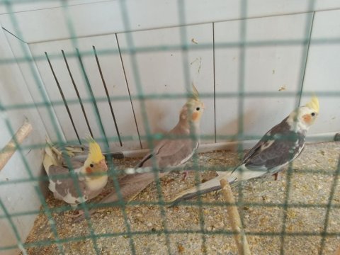 Yeni yeme inmiş bebek sultan papağanlar
