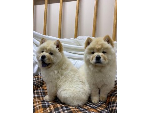 K9 avrupa çiftliğinden chow chow yavruları