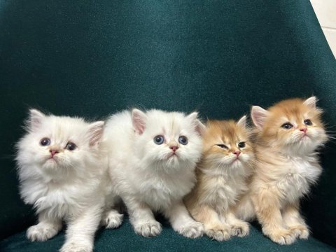 British longhair 50 günlük