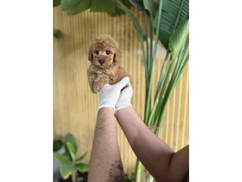 Poodle cinsi referans yavrumuz