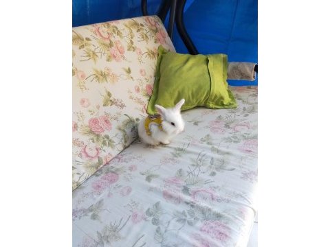 Lop tavşanı yavruları