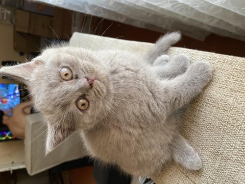 British shorthair yavrularımız