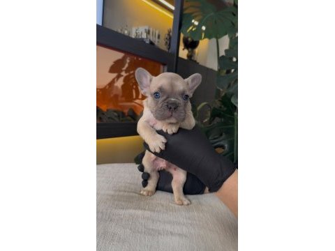 Rezerveye açık egzotik french bulldog safkan yavrularım