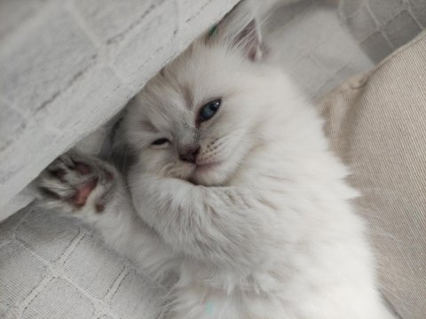 Küçük minik totis scottish fold yavrular