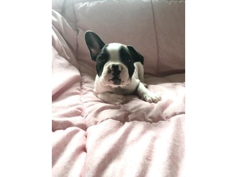 Müthiş sevimli a kalite french bulldog bebeklerimiz