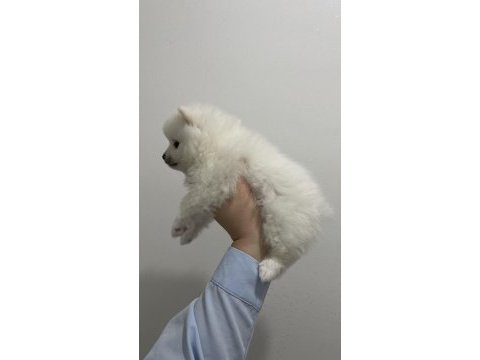 Tatlı pomeranian yavrumuz