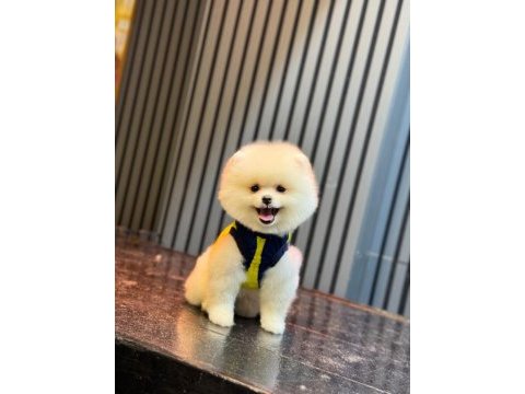 Sağlık ve ırk garantili pomeranian yavru