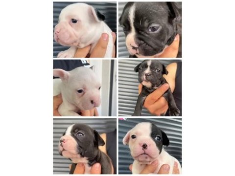 French bulldog yavrular