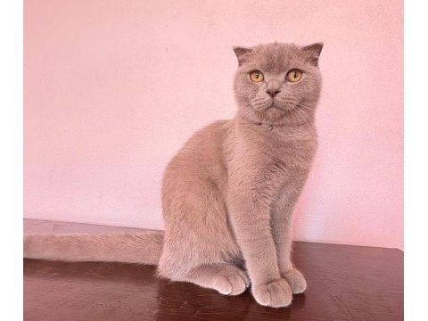 Scottish fold yawru kedi sahiplenilmek