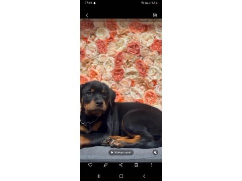 Şecereli dişi rottweiler yavrumuz yeni ailesini bekliyor