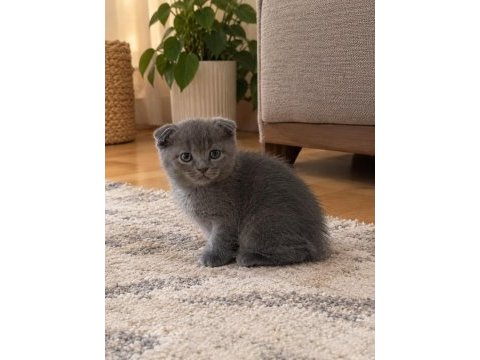 Scottish fold kedimiz için ulaşınız