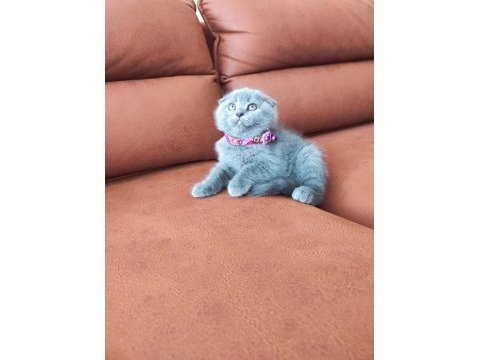 Değerinin altında verilecek dişi scottish fold yavrular