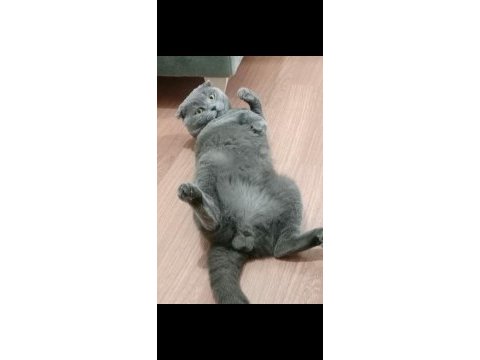Kedimi askere gideceğim için sahiplendirmek istiyorum