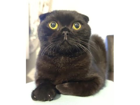 Güzel british shorthair kızlar yeni yuvalarını arıyorlar