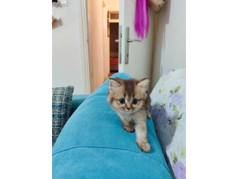 Scottish fold yavrularımızı sahiplendiriyoruz