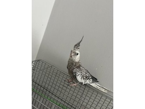 Ele kola alışık damarlı sultan papağanlar