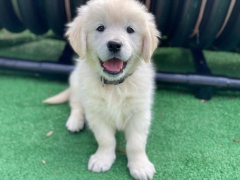 White golden retriever puppy erkek