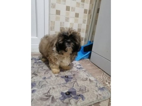 Yeni yıl şekerleri shih tzu yavrularımız
