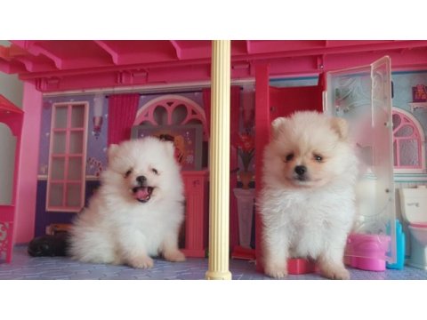 Pomeranian boo
