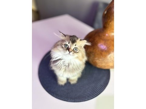 British longhair kedisi