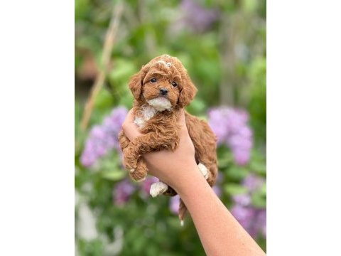 Toy poodle bebeklerim