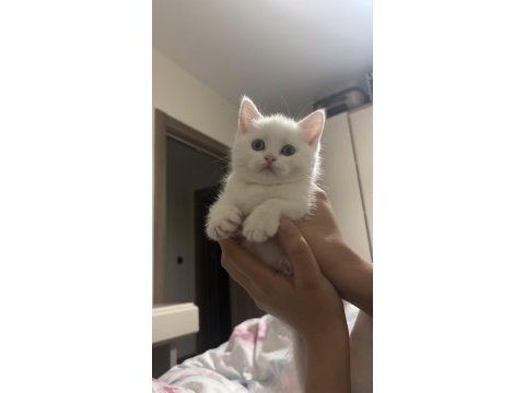 Böyle british shorthair güzellik yok
