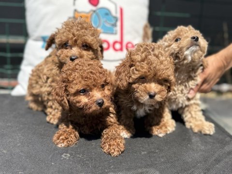 Petmode köpek çiftliğinde ziyarete açık kore maltipoo