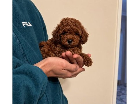 Dark red kore toy poodle