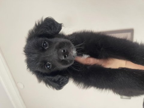 Golden x labrador mix 1.5 aylık dişi