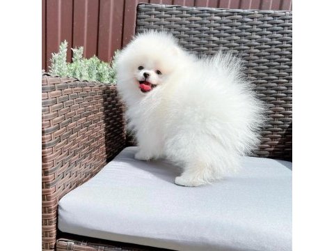 Teddy bear pomeranian yavruları