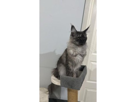 Şecereli çift maine coon
