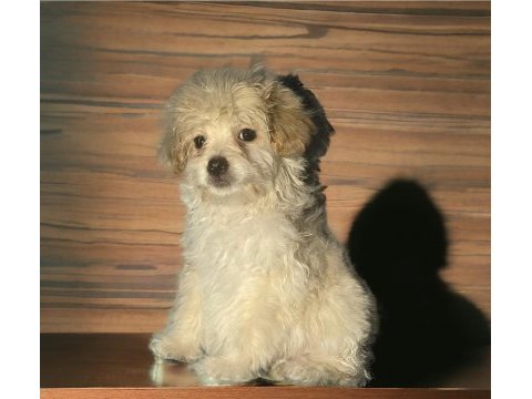 Evinizin neşesi maltipoo