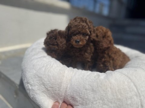 Wc eğitimli aşılı karneli toy poodle yavrular