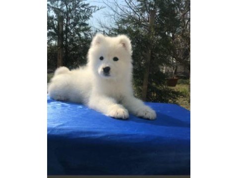 Irk ve sağlık garantili samoyed yavrularımız