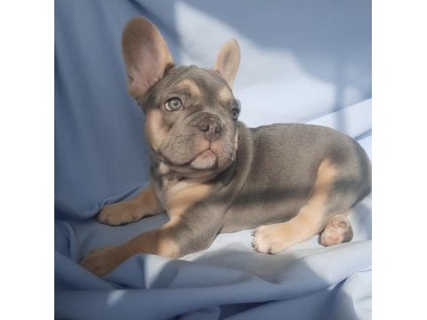 Fluffy ve ısabella taşıyıcı exotıc french bulldog yavruları